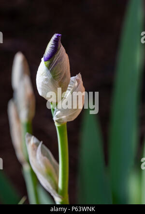 Purple iris fleurs est montré comme il l'a juste commencé à s'ouvrir. Banque D'Images