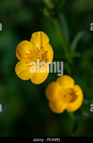 Vue rapprochée du vibrant jaune (Ranunculus) fleur. Banque D'Images