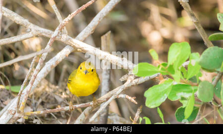 Darwin's Finch jaune pose pour la caméra sur l'île Santa Cruz, Galapagos, Equateur. Banque D'Images