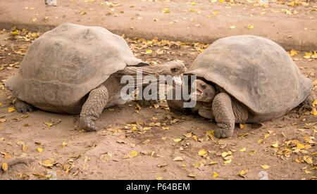 Deux bébés tortues géantes des Galapagos lutte sur l'île Isabela. Banque D'Images