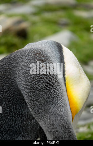 Close up of les plumes d'un adulte king penguin au St Andrew's Bay, South Georgia Island Banque D'Images