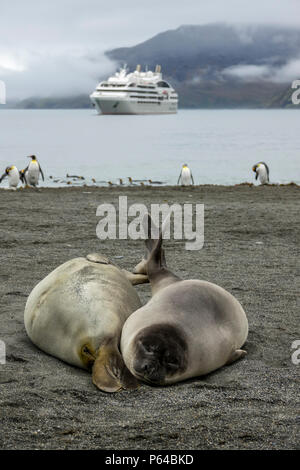 Deux éléphants de porcelets sevrés au St Andrew's Bay avec Le Lyrial en arrière-plan, South Georgia Island Banque D'Images