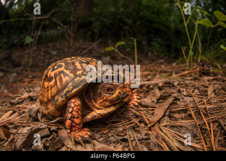 Un common box turtle (Terrapene carolina) qui navigue le long du sol de l'Est de la Caroline du Nord par une chaude après-midi dans l'été. Banque D'Images