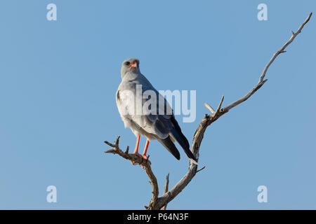 Chant pâle autour des palombes (Mielerax canorus), assis sur un arbre, à la recherche de proies, Etosha National Park, Namibie, Afrique Banque D'Images