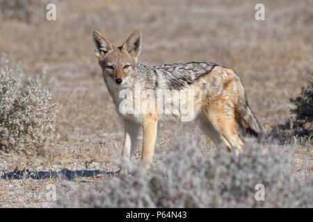 Le chacal à dos noir (Canis mesomelas) Comité permanent en bref de l'herbe sèche, alerte, Etosha National Park, Namibie, Afrique Banque D'Images