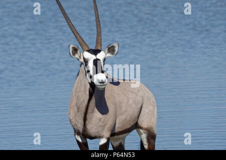 Gemsbok (Oryx gazella), animal adulte debout à Okaukuejo waterhole, Etosha National Park, Namibie, Afrique Banque D'Images