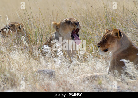 Lionnes (Panthera leo) couché dans les hautes herbes, Etosha National Park, Namibie, Afrique Banque D'Images