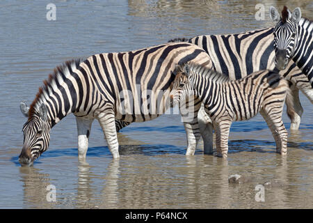 Zèbres de Burchell (Equus quagga burchellii) avec zebra foal, debout dans l'eau, boire, point d'Okaukuejo, Etosha National Park, Namibie, Afrique Banque D'Images