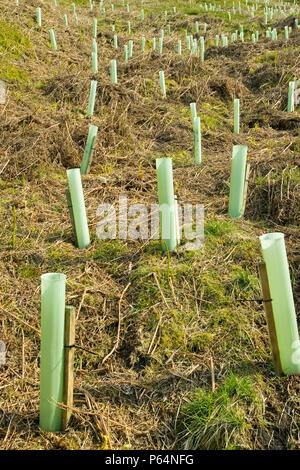 La plantation d'arbres en Geltsdale North Cumbria UK Banque D'Images