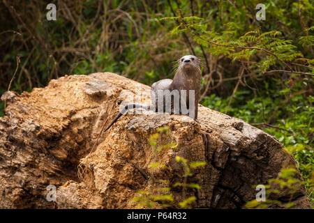 La loutre néotropicale, sci.name ; Lontra longicaudis, au bord de lac de lac Bayano, province de Panama, République du Panama. Banque D'Images