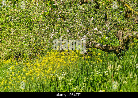 Le colza et cow parsley croissant sous les pommiers en fleurs sur la pente de la digue d'Apple près de Geldermalsen, Pays-Bas Banque D'Images