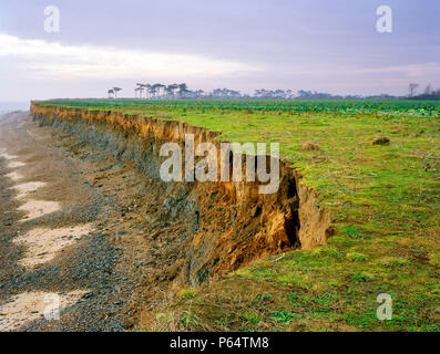 Falaises de Covehithe Benacre, Suffolk, UK Banque D'Images