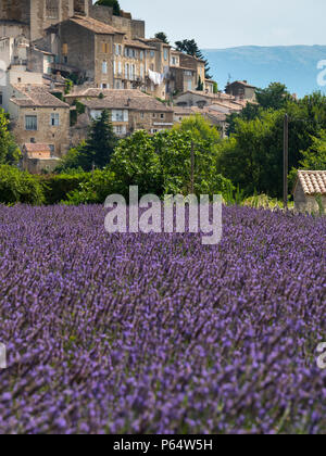 Champs de lavande Grignan Nyons Drôme Auvergne-Rhône-Alpes France Banque D'Images