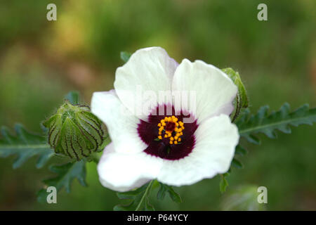 Fleur-de-heure (Hibiscus trionum) Banque D'Images