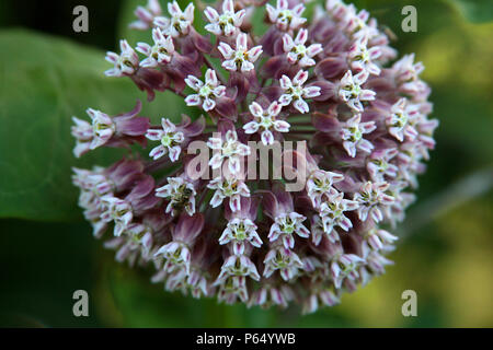 Close up de l'Asclépiade pourpre fleur Banque D'Images