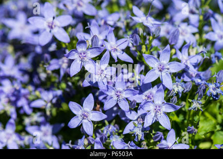 Les fleurs d'une campanule (Campanula poscharskyana) Banque D'Images