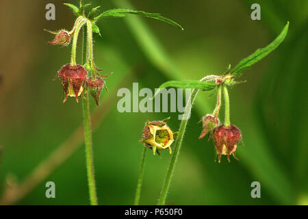 Fleurs d'eau avens (Geum rivale) Banque D'Images