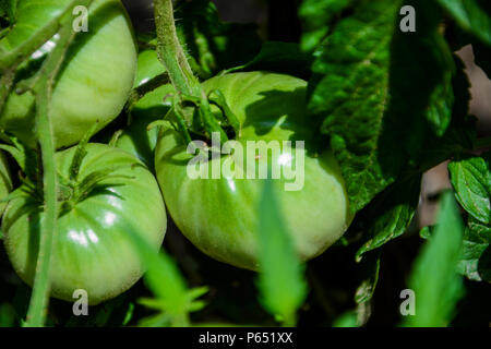 Tomates vertes. Concept de l'agriculture. Libre groupe de tomates en serre de plus en plus vert. Tomates tomates vertes sur l'arbre. Heirloom Tomato vert. Banque D'Images