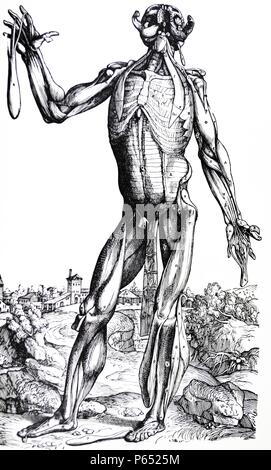 Les plaques du deuxième livre du De Humani Corporis Fabrica de Vésale, (1514-1564) 29 - Le sixième de la plaque de tôle les muscles. La tête dans le sixième plaque a été plié vers l'arrière et représente la mâchoire inférieure divisée au point du menton et appelée sur chaque côté. Banque D'Images