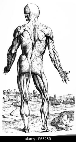 Les plaques du deuxième livre du De Humani Corporis Fabrica de Vésale, (1514-1564) 32 Plaque La neuvième de la musculature. Le neuvième est le premier de tous ceux représentant la face postérieure du corps. Pas de muscle a été disséquée à l'écart, à l'exception de ceux qui constituent la membrane charnue et mis en évidence par la troisième plaque. Banque D'Images