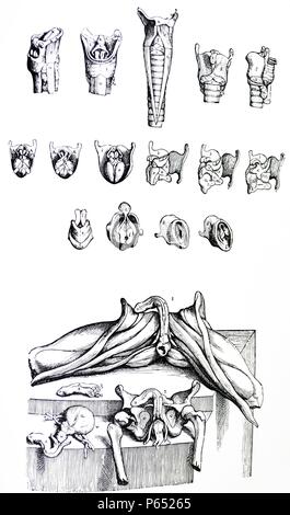 Les plaques du deuxième livre du De Humani Corporis Fabrica de Vésale, (1514-1564) La plaque 41. Depuis dans l'ensemble de plaques muscle placé en série au début de l'ouvrage tous les muscles du larynx ne peuvent pas être exposées à la vue, je pense qu'il serait d'avantage de présenter au début de ce chapitre les muscles du larynx séparément par le biais de nombreux chiffres. Banque D'Images