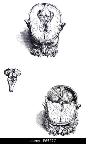 Les plaques du Septième Livre du De Humani Corporis Fabrica de Vésale, (1514-1564) 69 - ce chiffre dans la mesure où elle concerne la partie du cerveau qui reste dans le crâne, elle ressemble aussi à la quatrième et cinquième diffère de la région de que nous avons libéré l'aspect antérieur du corps construit comme une base dans la substance du cerveau, ce qui traduit vers le haut et vers l'arrière de sorte que sa face inférieure risque d'entrer en vue, et que le navire qui est prolongée de la quatrième de la membrane du sinus dural, pourrait être vu. Banque D'Images