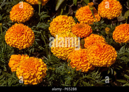 Marigold, Tagetes erecta ' ' Orange Antigua Banque D'Images