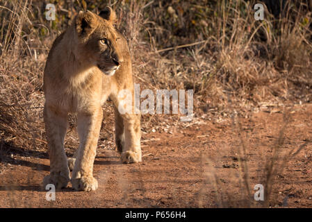 Jeune lion cub à droite Banque D'Images
