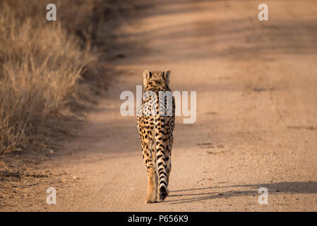 Le guépard s'éloignent d'appareil photo Banque D'Images