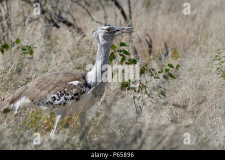 Outarde Kori (Ardeotis kori), dans l'herbe sèche, Etosha National Park, Namibie, Afrique Banque D'Images