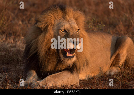 Lion mâle avec de grands mane roaring dans la lumière du soleil du matin Banque D'Images