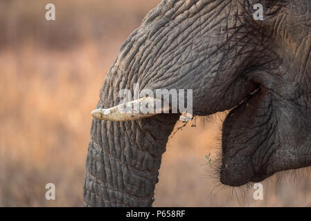 Close up of elephant, bouche ouverte, défenses Banque D'Images