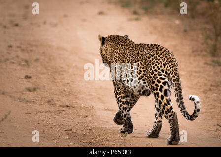 Leopard à partir de derrière Banque D'Images