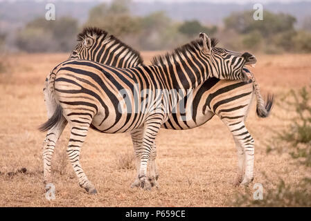 Paire de zebra la tête à la queue Banque D'Images