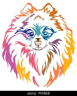 Portrait de chien décoratives colorées Spitz Pomeranian, vector illustration en différentes couleurs isolé sur fond blanc. Pour l'Image et conception tatto Illustration de Vecteur