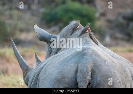 Un rhinocéros sur Oxpeckers'sretour Banque D'Images