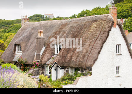 Chaumières dans Cadgwith Cornish, un joli village de pêcheurs sur le lézard, UK. Banque D'Images