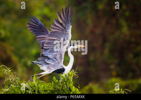 Cocoi Héron, Ardea cocoi, en Lago Bayano, République du Panama. Banque D'Images