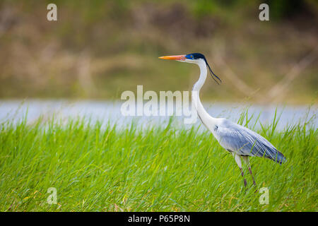 Cocoi Héron, Ardea cocoi, en Lago Bayano, République du Panama. Banque D'Images