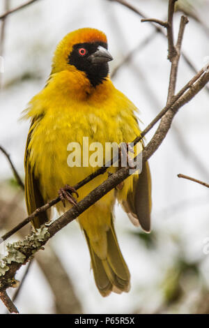 Le sud de Masked Weaver perché sur rameau. Vue de face. Banque D'Images