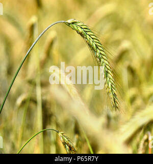 Champ de seigle vert avec l'accent sur l'avant-plan. Les terres agricoles, scène de printemps. Oreille de seigle. Banque D'Images