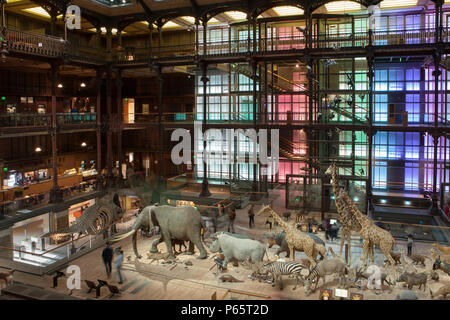 La Grande Galerie de l'évolution dans le Musée National d'Histoire Naturelle de Paris, France Banque D'Images