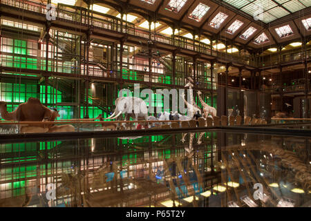 La Grande Galerie de l'évolution dans le Musée National d'Histoire Naturelle de Paris, France Banque D'Images