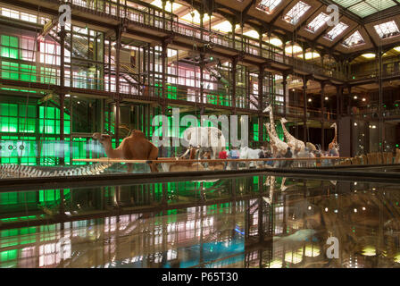 La Grande Galerie de l'évolution dans le Musée National d'Histoire Naturelle de Paris, France Banque D'Images