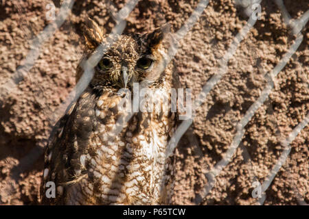 Spotted Eagle Owl - sauvé - fil montrant Banque D'Images