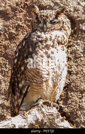 Spotted Eagle Owl - sauvés Banque D'Images