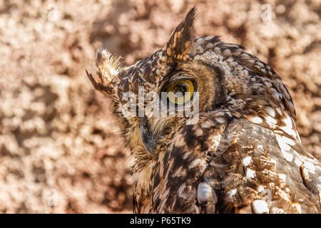 Spotted Eagle Owl - sauvés Banque D'Images