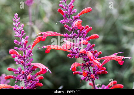 Threadleaf giant, hysope Agastache rupestris, Fleur bokeh Banque D'Images