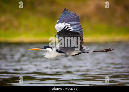 Cocoi Héron, Ardea cocoi, en Lago Bayano, République du Panama. Banque D'Images