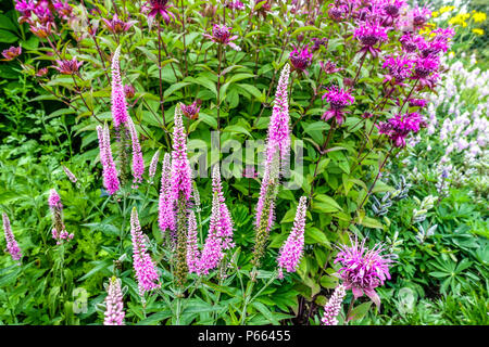 Longleaf speedwell, Veronica longifolialia ' Anne ' Monarda 'On Parade' Banque D'Images